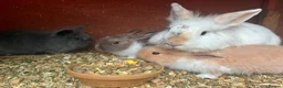 Mini Lop rabbits for sale: Baby mini lops / lion lops in Nottingham - Advert 29