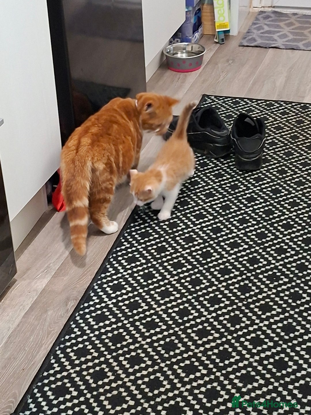 Domestic Shorthair cats for sale: Simba  - Advert 2