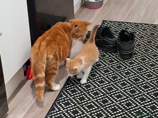 Domestic Shorthair cats Simba - Advert 2