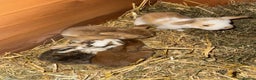 Mixed Breed rabbits for sale: *All Rabbits Pending Sale* - Advert 16