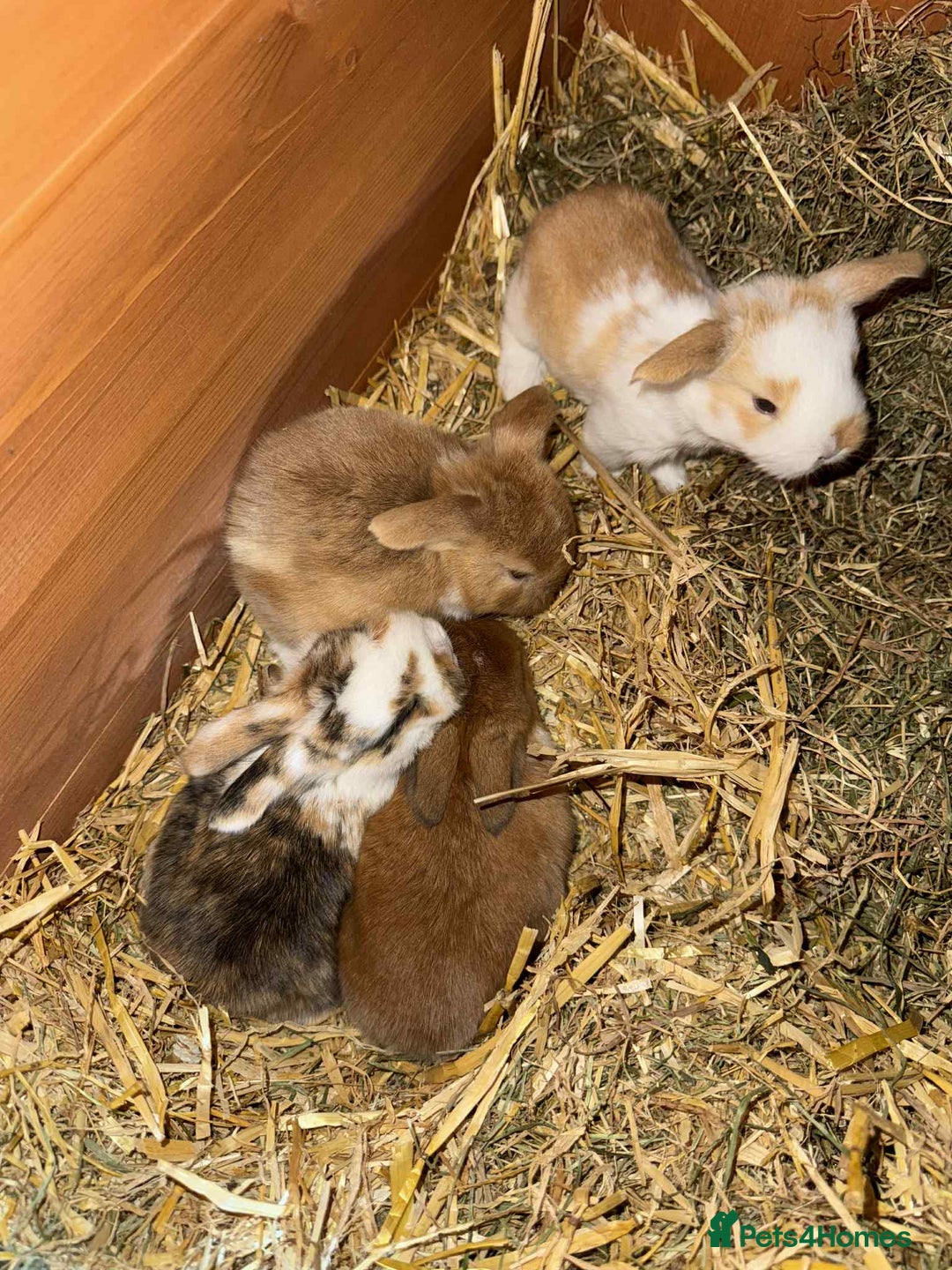 Mixed Breed rabbits for sale: *All Rabbits Pending Sale* - Advert 16