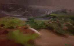 Snails invertebrates for sale: Albino Giant African Land Snails - Image 2