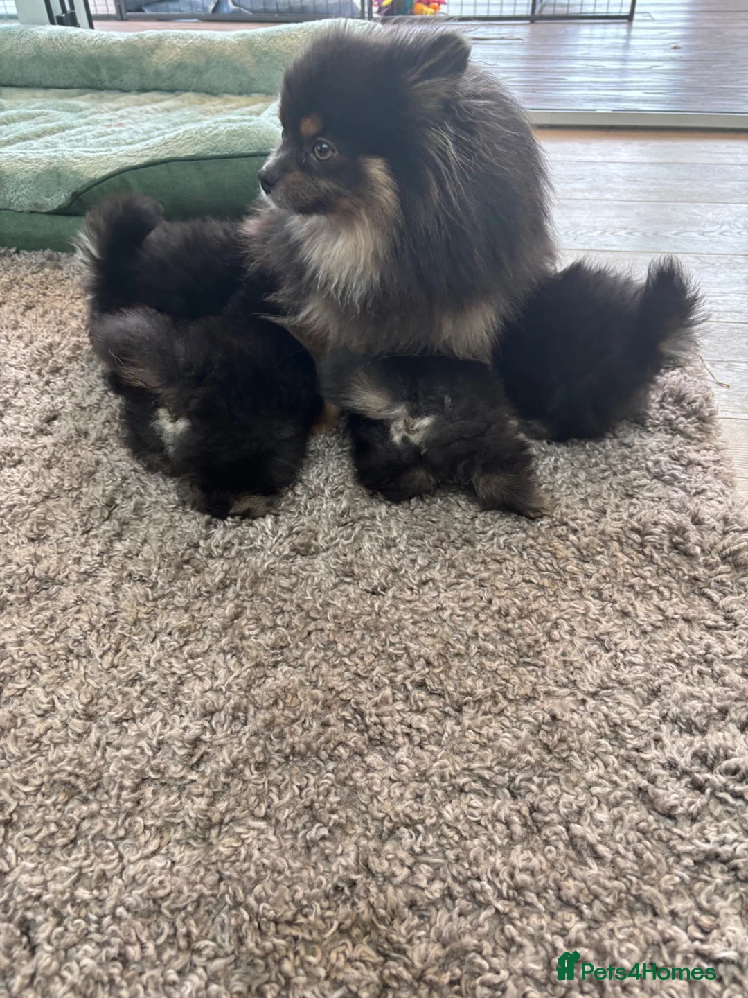 Pomeranian dogs for sale: Tiny Teddybear Pomeranian boy - Advert 2