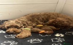 Cockapoo dogs for sale: Adorable cockapoos - Image 8