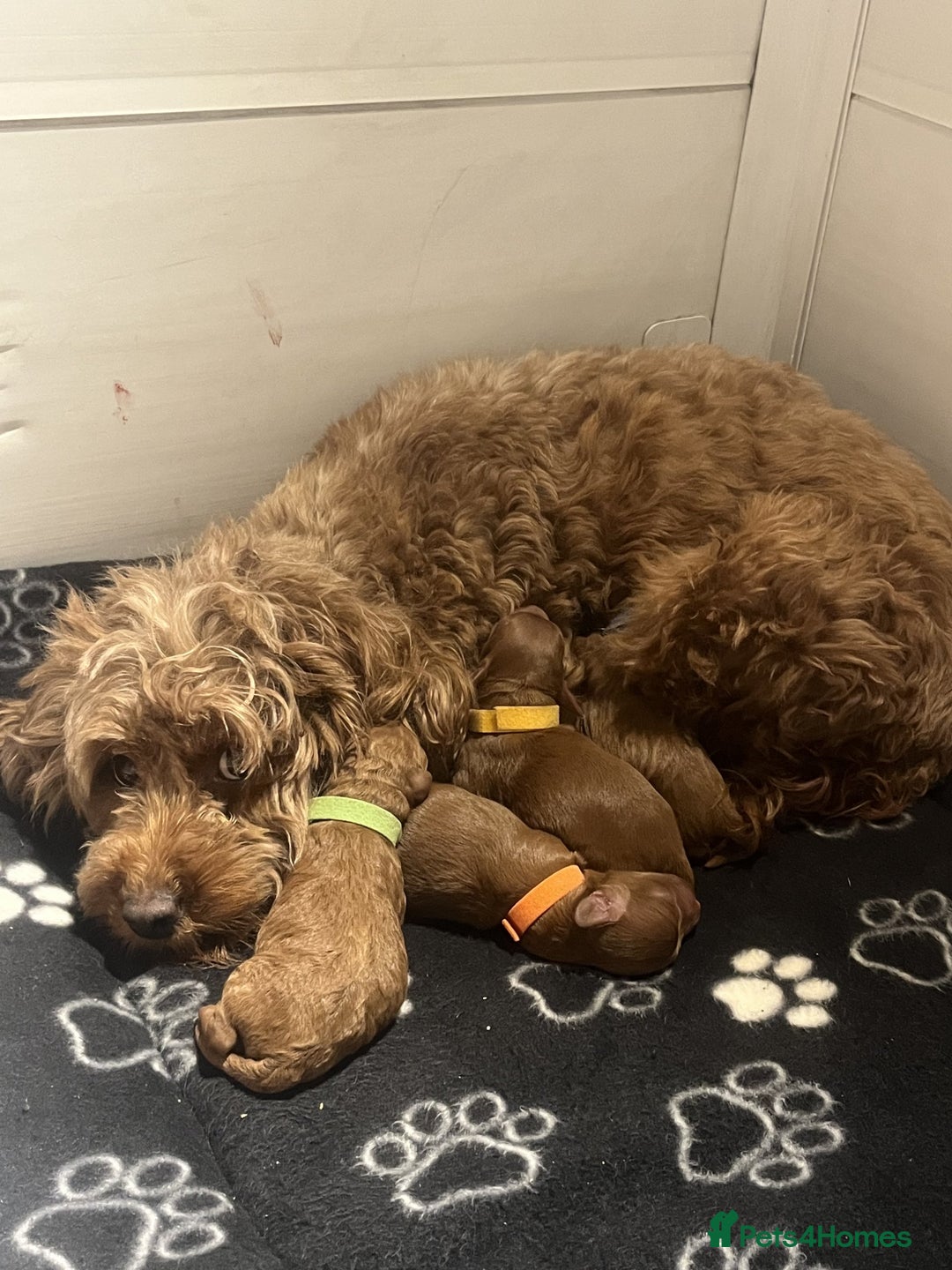 Cockapoo dogs for sale: Adorable cockapoos - Image 8