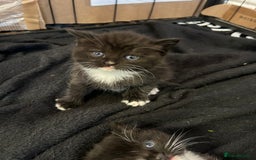 British Shorthair cats for sale: British Shorthair kittens for sale - Image 9