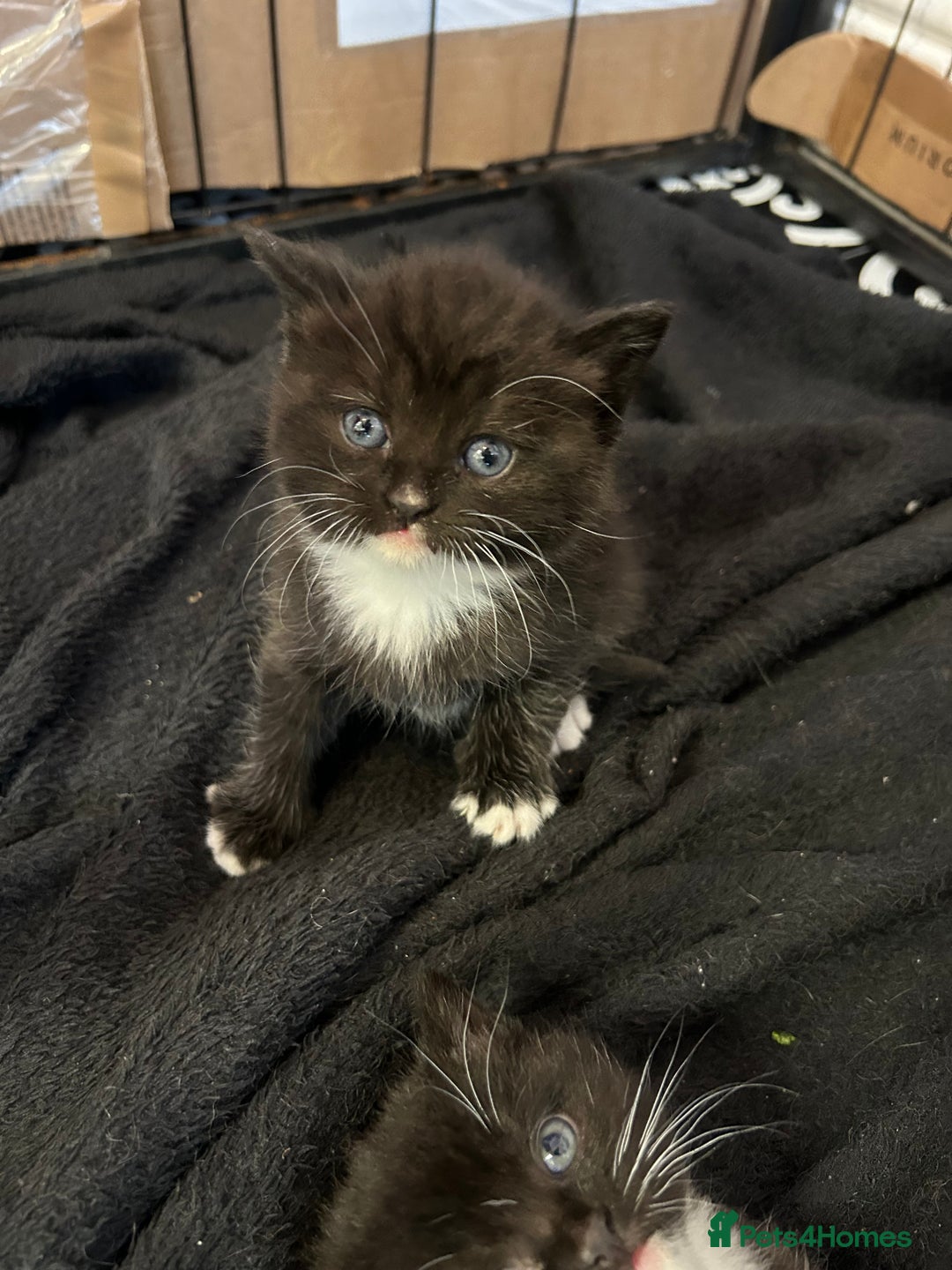 British Shorthair cats for sale: British Shorthair kittens for sale - Image 9