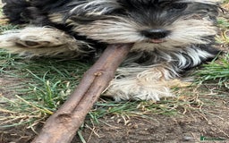 Morkie dogs for sale: Adorable Morkie Girl - Image 9