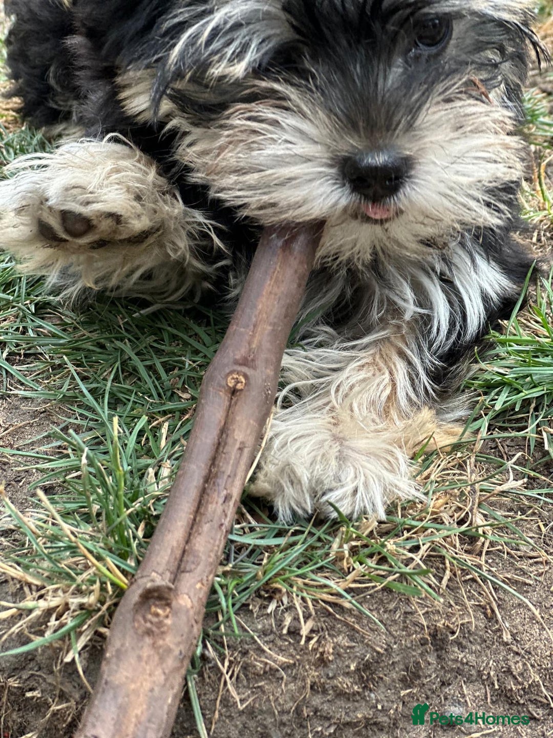 Morkie dogs for sale: Adorable Morkie Girl - Image 9
