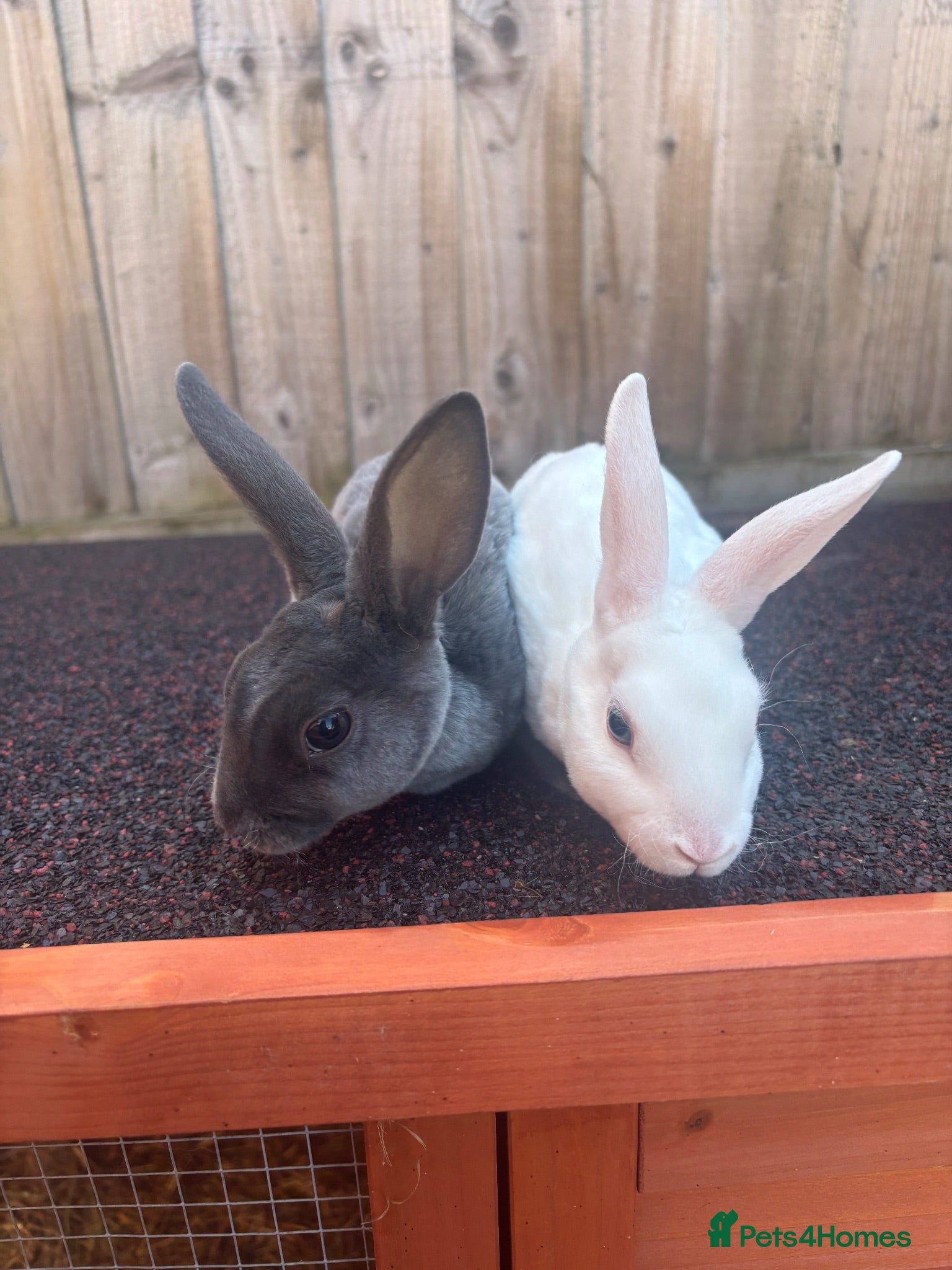 Rex rabbits Stunning mini Rex READY NOW 🫶🏻 - Advert 3