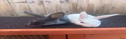 Rex rabbits for sale: Stunning mini Rex READY NOW 🫶🏻 - Advert 1