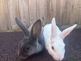 Rex rabbits Stunning mini Rex READY NOW 🫶🏻 - Advert 3