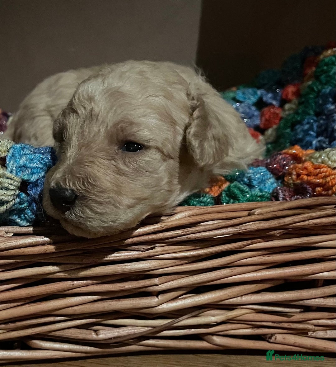 Toy Poodle dogs for sale: Toy Poodle Puppies For Sale KC Reg - Advert 7