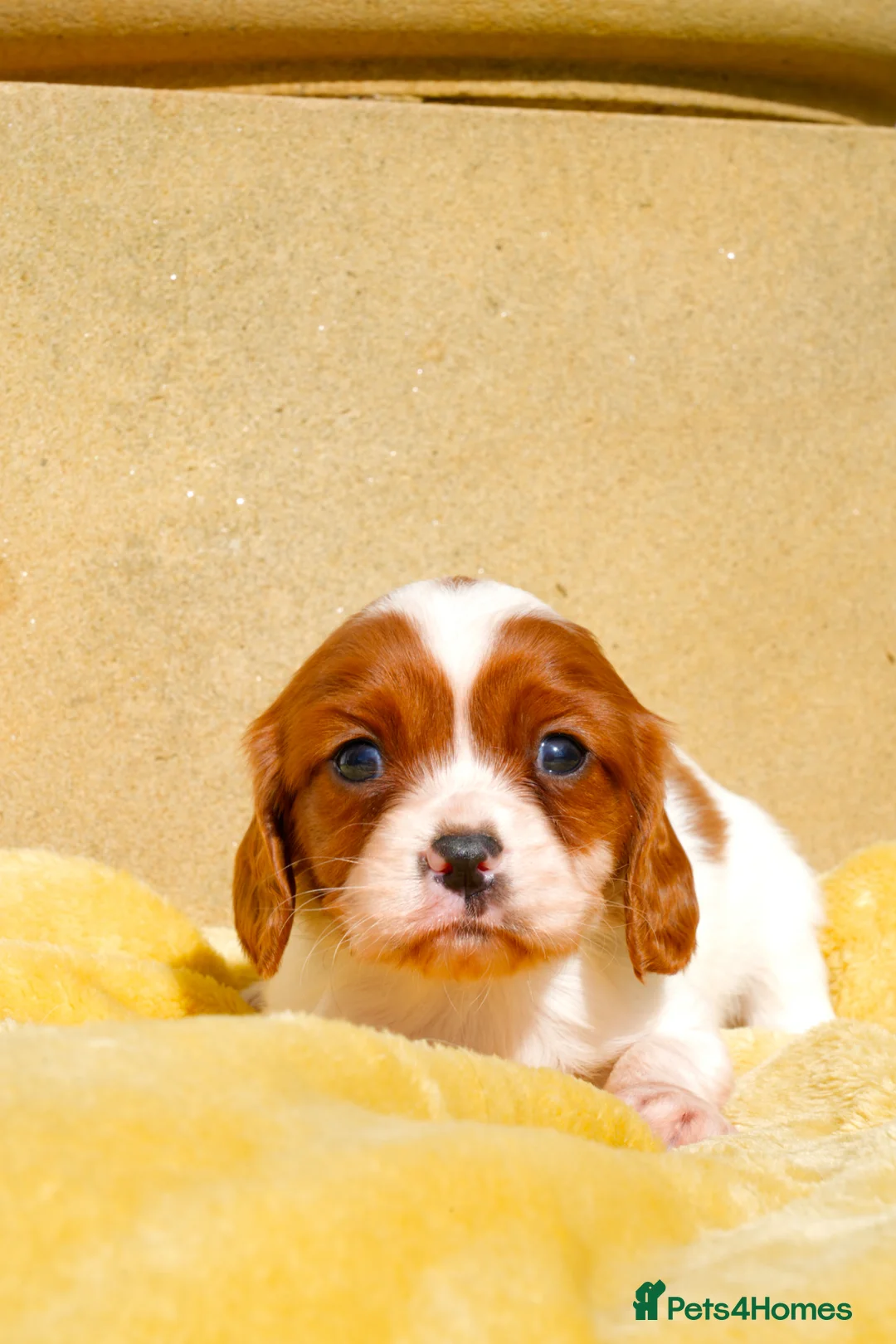 Cavalier King Charles Spaniel dogs for sale: ⭐️ Cavalier King Charles puppies ⭐️  - Advert 2