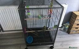 Budgerigars birds for sale: 2 Budgies, Large Cage and Accessories  - Image 3