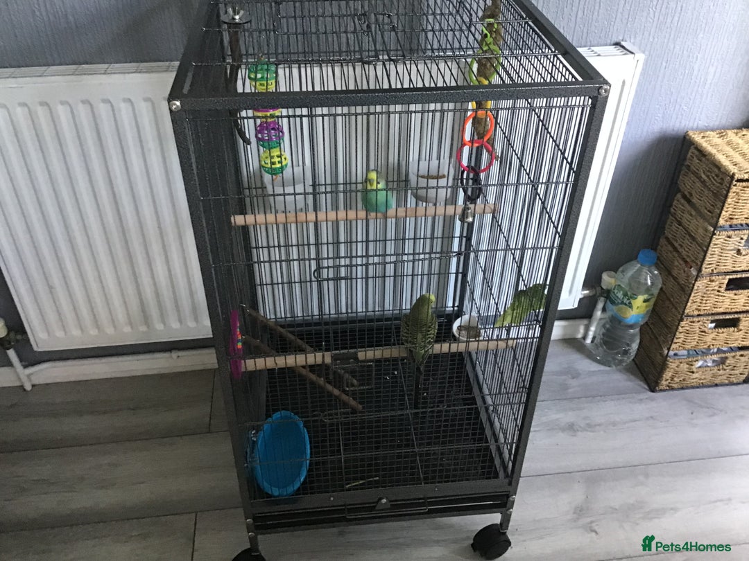 Budgerigars birds for sale: 2 Budgies, Large Cage and Accessories  - Image 3