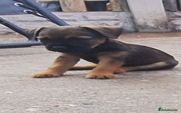 Border Terrier dogs for sale: Grizzle Border terrier pups slem tested parents  - Image 8