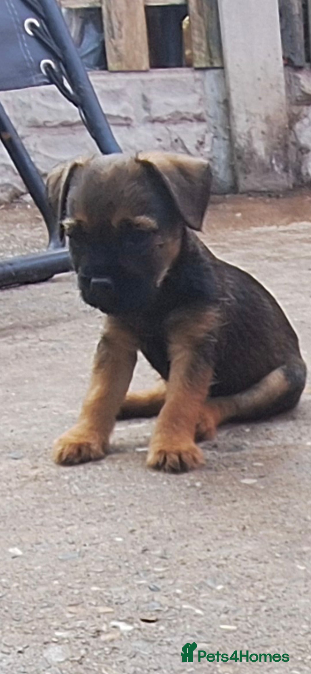 Border Terrier dogs for sale: Grizzle Border terrier pups slem tested parents  - Image 8