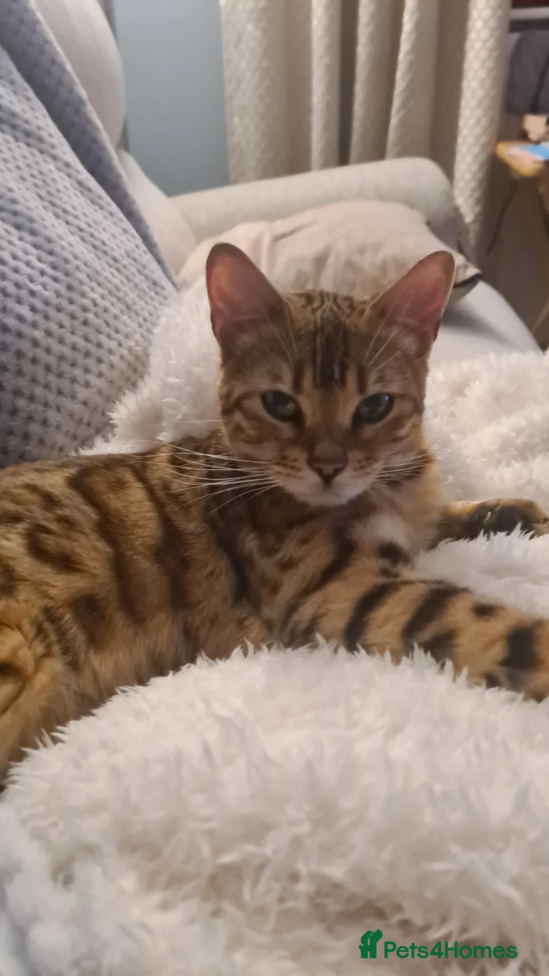 Bengal cats for sale: Bengal kittens- both parents TICA registered - Advert 2
