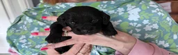 Cavapoo dogs for sale: Beautiful Cavapoo Puppies in Darlington - Advert 31