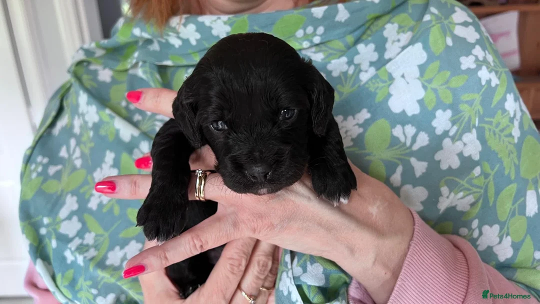 Cavapoo dogs for sale: Beautiful Cavapoo Puppies in Darlington - Advert 31