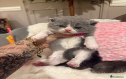 British Shorthair cats for stud: BIG STUD Pedigree British shorthair 😻 - Advert 16