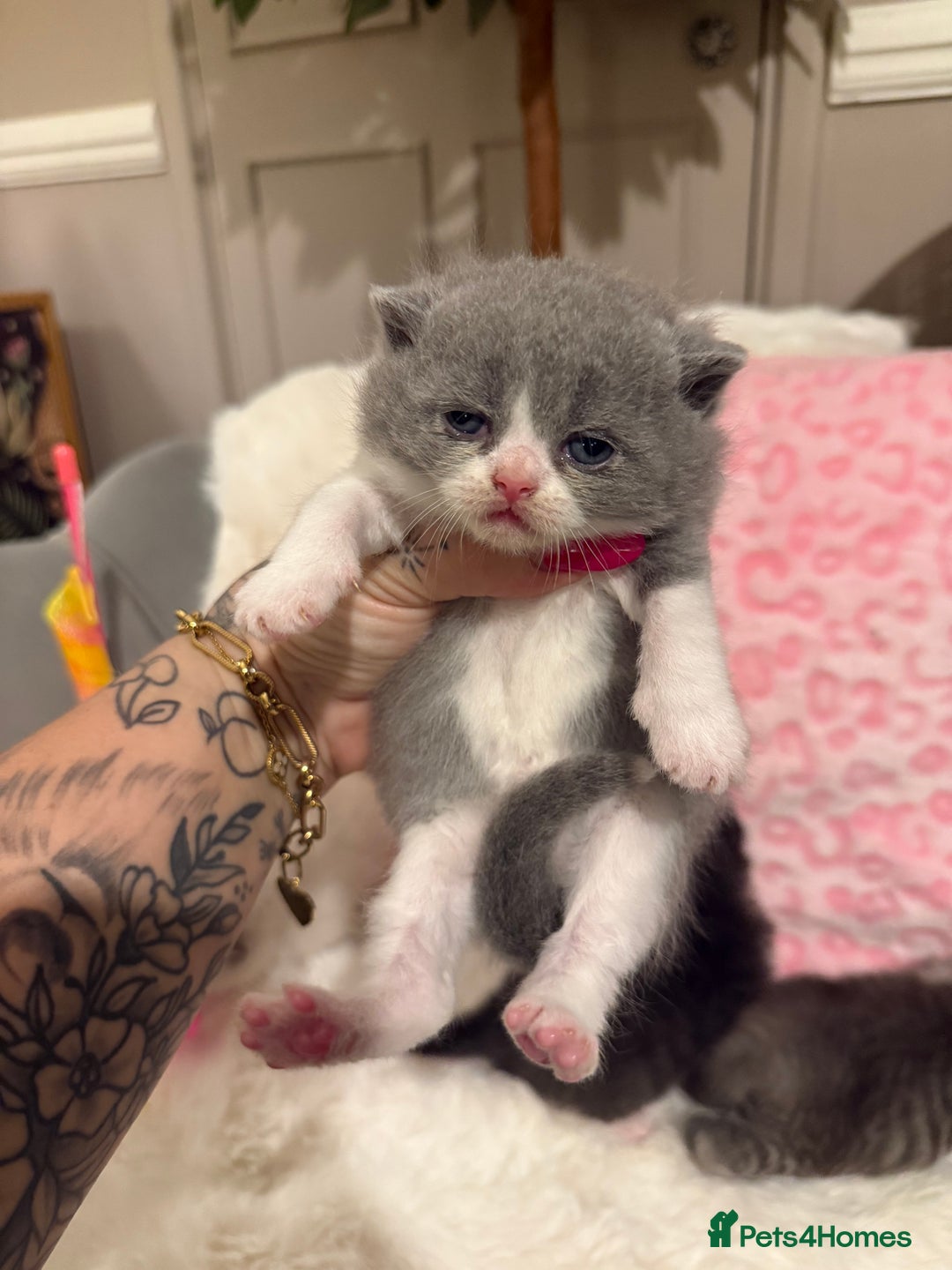 British Shorthair cats for stud: BIG STUD Pedigree British shorthair 😻 - Advert 16