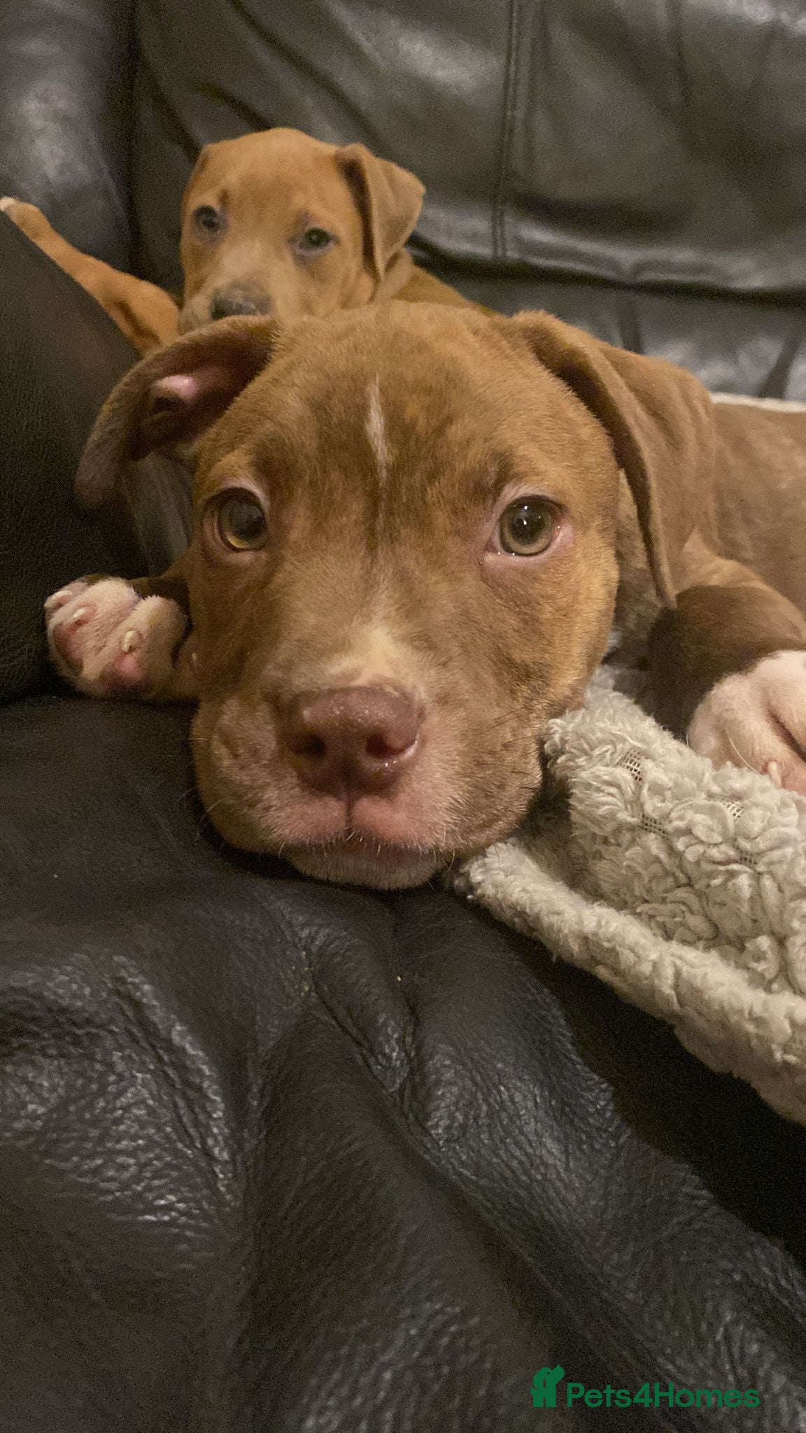 Mixed Breed dogs Staffie cross bullmastiff pups  - Advert 9