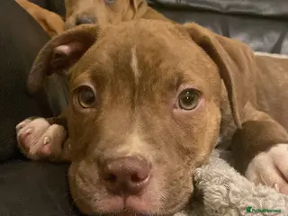 Mixed Breed dogs Staffie cross bullmastiff pups - Advert 9