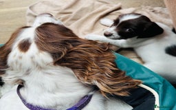 English Springer Spaniel dogs for sale: KC Quality English Springer Spaniels - Image 2