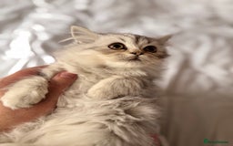 British Longhair cats for sale: British Long Hair Kittens - Image 29