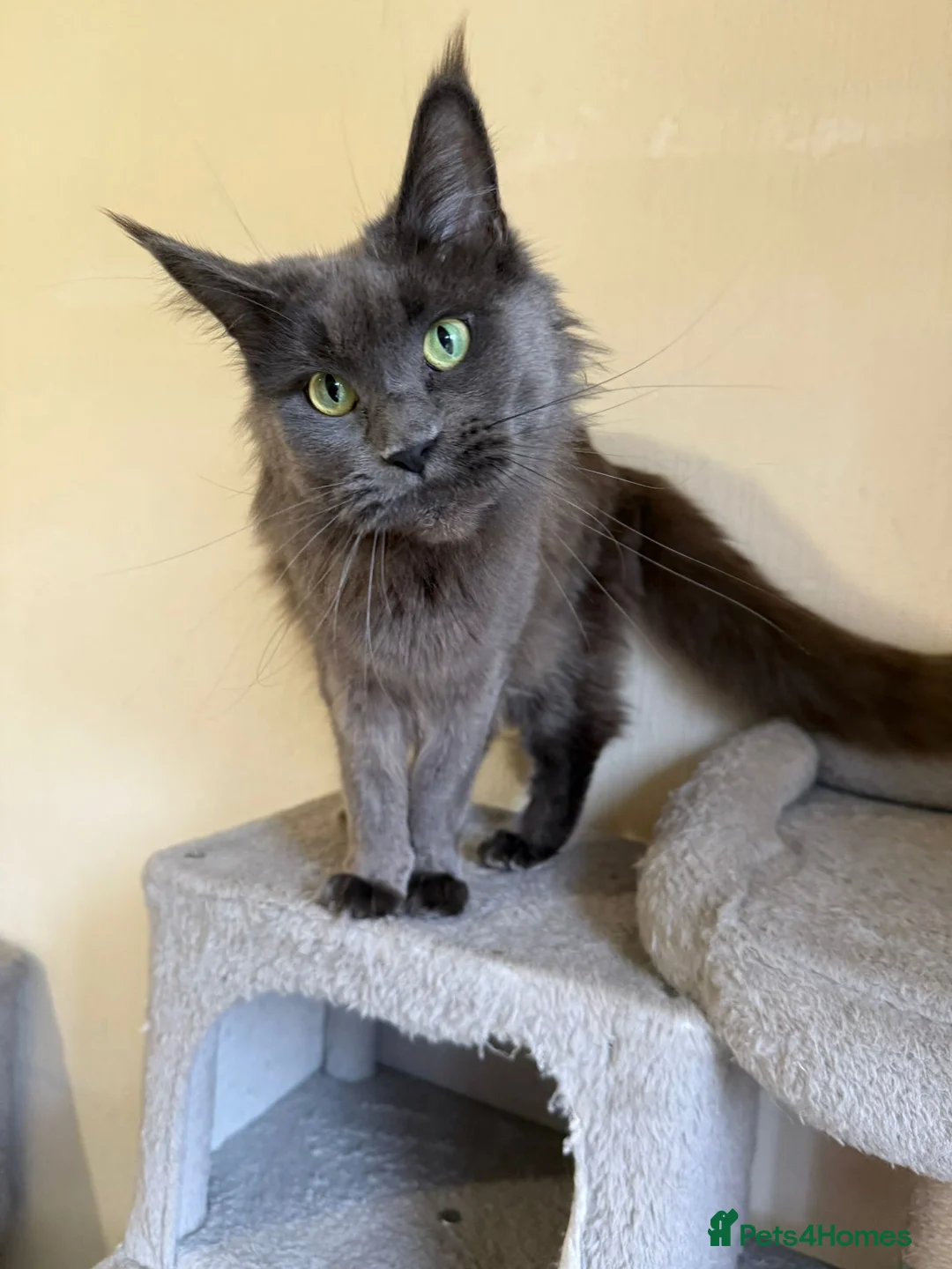 Maine Coon cats for sale: 2 Russian line GCCF/TICA pedigree Maine Coons  - Advert 1