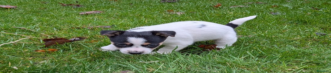 Jack Russell Puppy 2