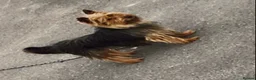 Yorkshire Terrier dogs for sale: Yorkshire terrier  in Basingstoke - Advert 2
