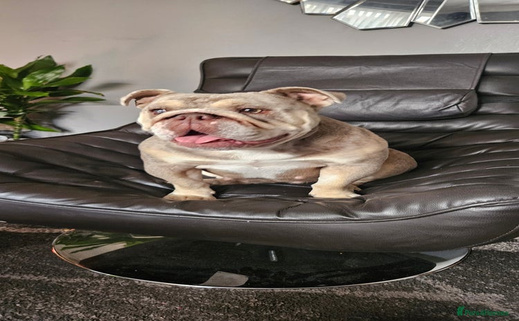 English Bulldog dogs - Advert 1