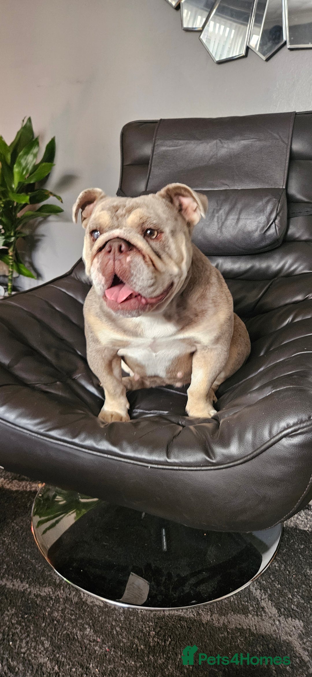 English Bulldog dogs for sale: Fawn Merle English Bulldog Female  - Image 1