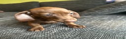 Miniature Dachshund dogs for sale: Miniature dachshunds girls  - Advert 6