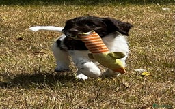 Sproodle dogs for sale: F1 Sproodle 🩷Pippa🩷 5⭐️Licensed Breeder full DNA - Image 7