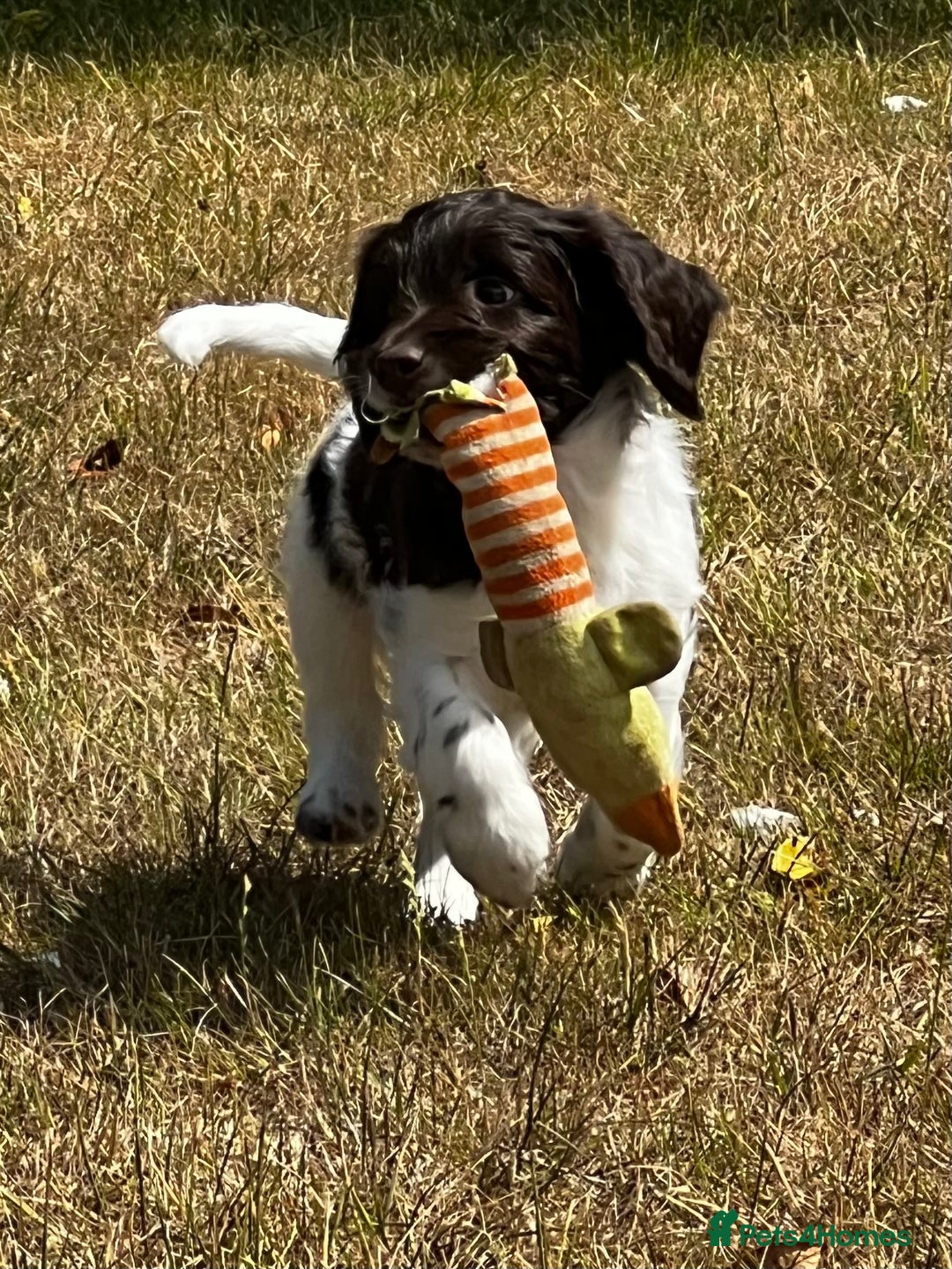 Sproodle dogs for sale: F1 Sproodle 🩷Pippa🩷 5⭐️Licensed Breeder full DNA - Image 7