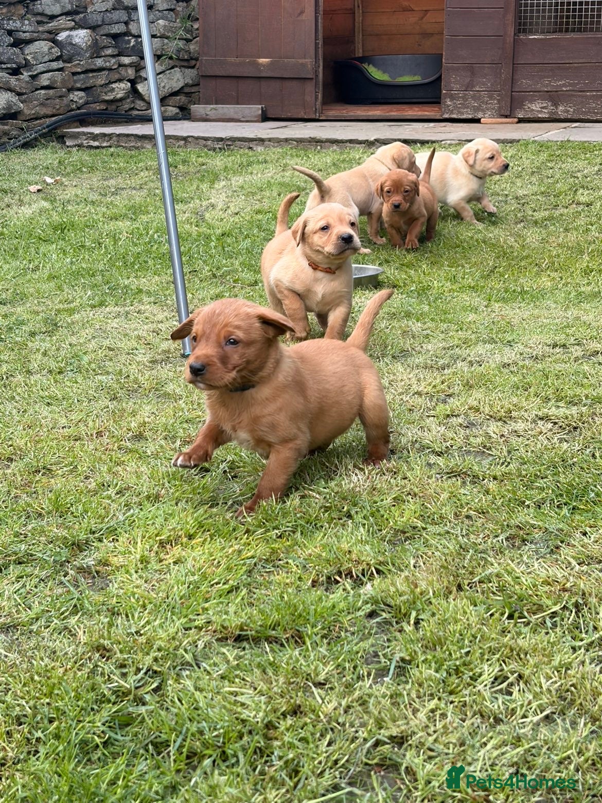 Labrador Retriever dogs Chunky Labrador puppies - Advert 6