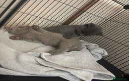 British Shorthair cats for sale: Rainbow litter 🤩🤩💕💕🌈🌈 - Image 11