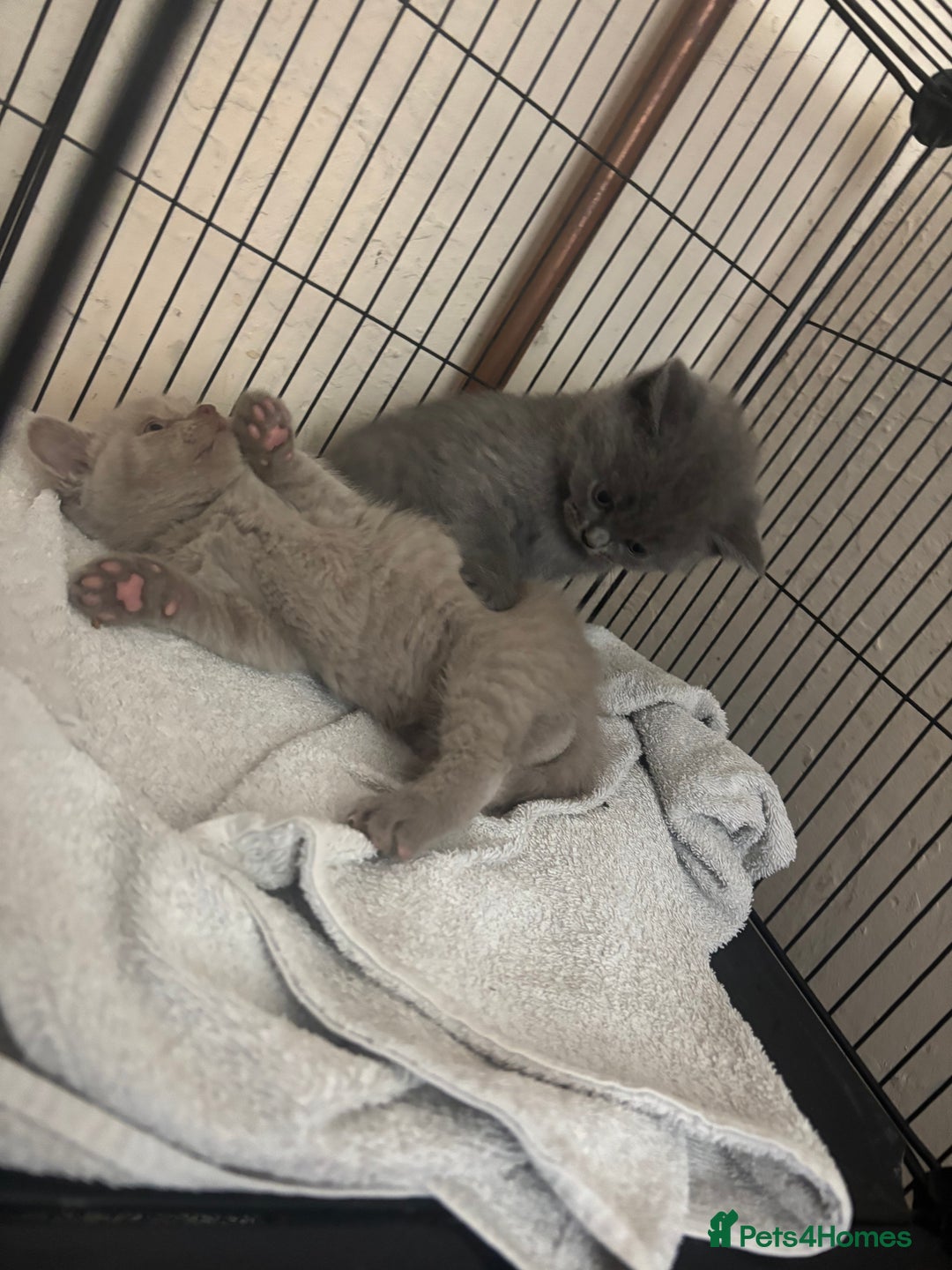 British Shorthair cats for sale: Rainbow litter 🤩🤩💕💕🌈🌈 - Image 11