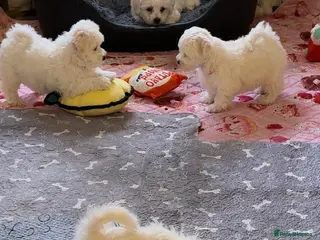 Mixed Breed dogs Beautiful teddy bear Maltese pups ready to leave - Advert 9