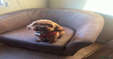 Cavapoo dogs - Advert 11