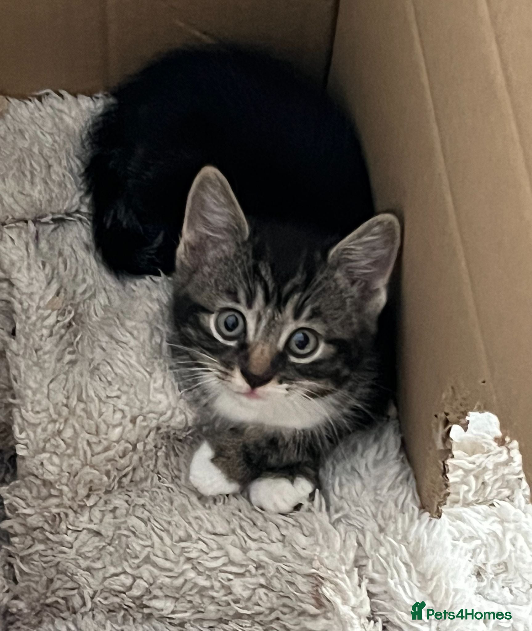 Mixed Breed cats 4 kittens to sale in Aylesbury - Advert 7