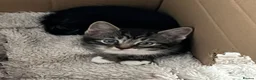Mixed Breed cats for sale: 4 kittens to sale in Aylesbury - Advert 1