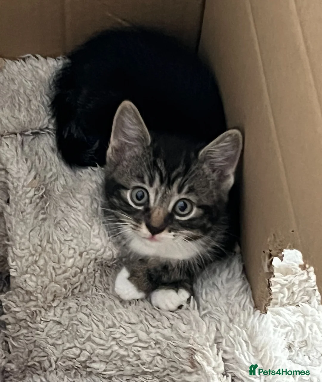 Mixed Breed cats for sale: 4 kittens to sale in Aylesbury - Advert 1