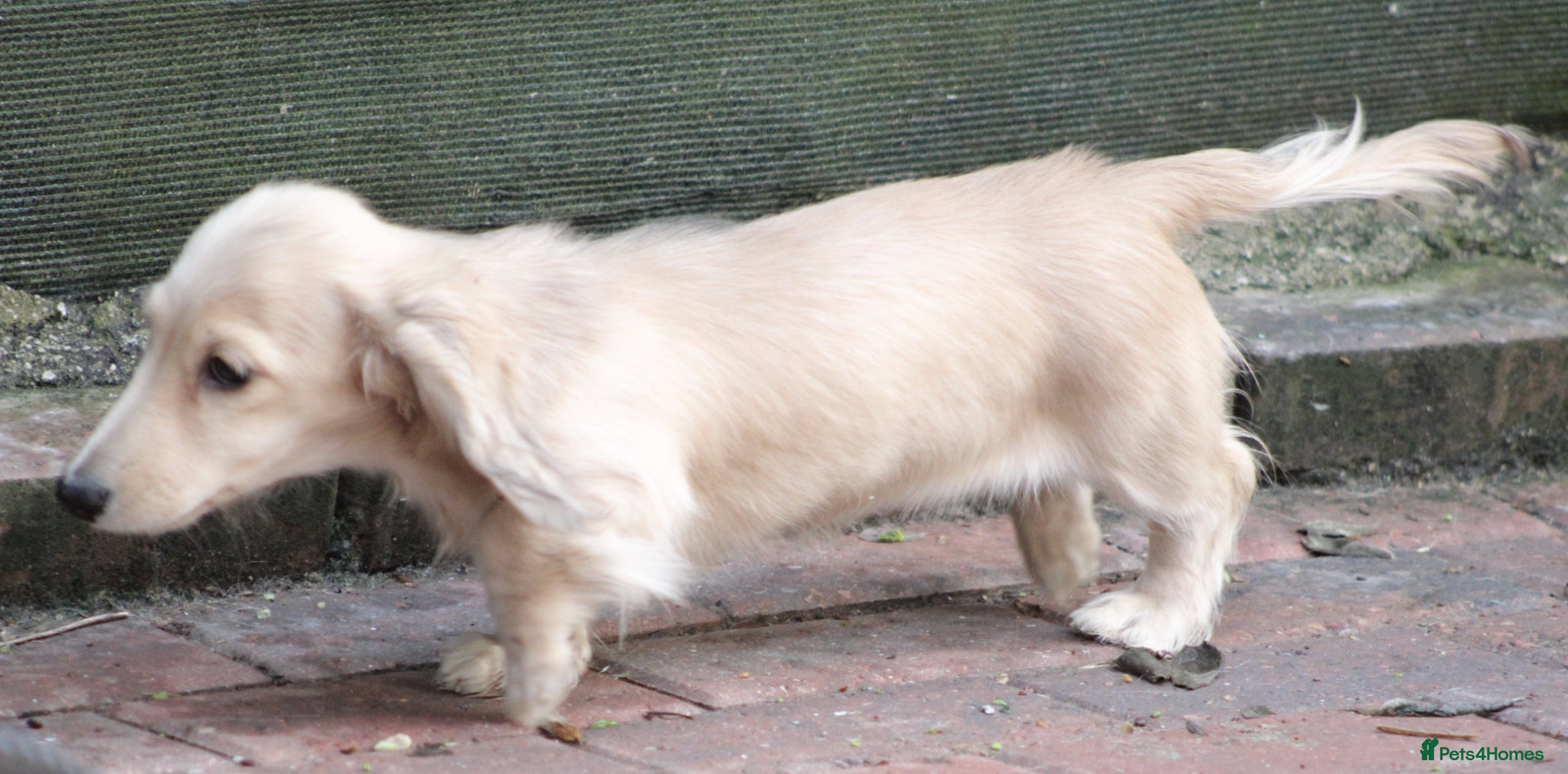 Miniature Dachshund dogs for sale: Cream girl  - Advert 3