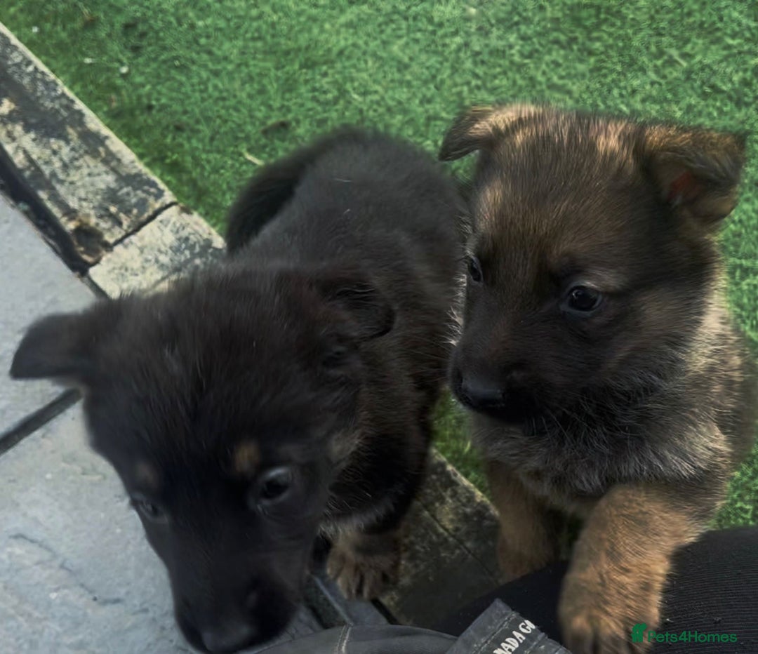 German Shepherd dogs for sale: German shepherd pups  - Advert 6
