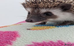 Pygmy Hedgehog rodents for sale: REDUCED PRICE!!! Gorgeous Hoglets/ READY NOW!!!! - Image 18